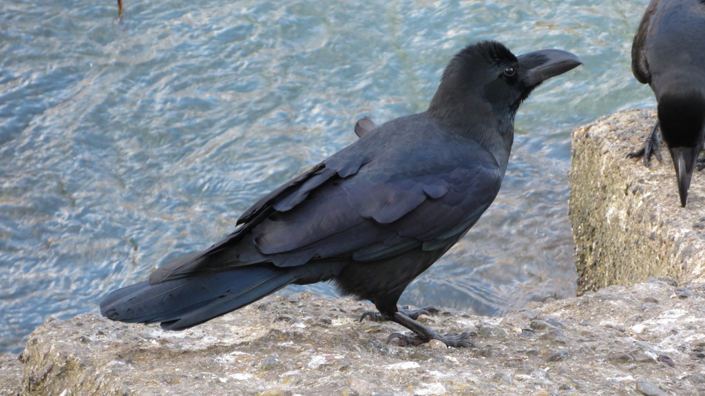 January Crow Large-billed Crow from Higashiyama Ward, Kyoto, Japan on January 26 ...