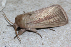Noctuidae