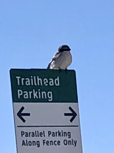 iNaturalist observation 2025-01-21