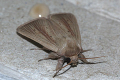 Noctuidae