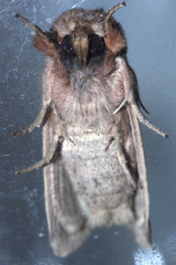 Noctuidae