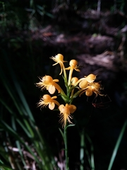Platanthera cristata