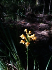 Platanthera cristata