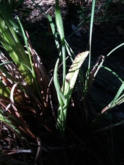 Platanthera cristata