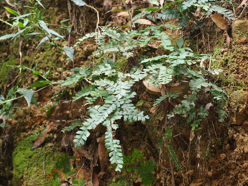 Image of Adiantum flabellulatum by no rights reserved