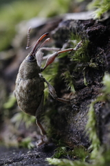 Curculio venosus