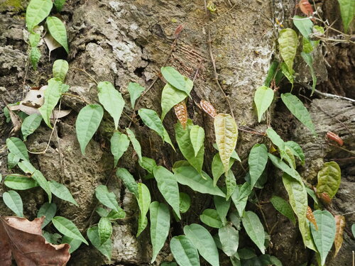Image of Ficus sarmentosa by no rights reserved