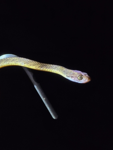 Brown Tree Snake sighting