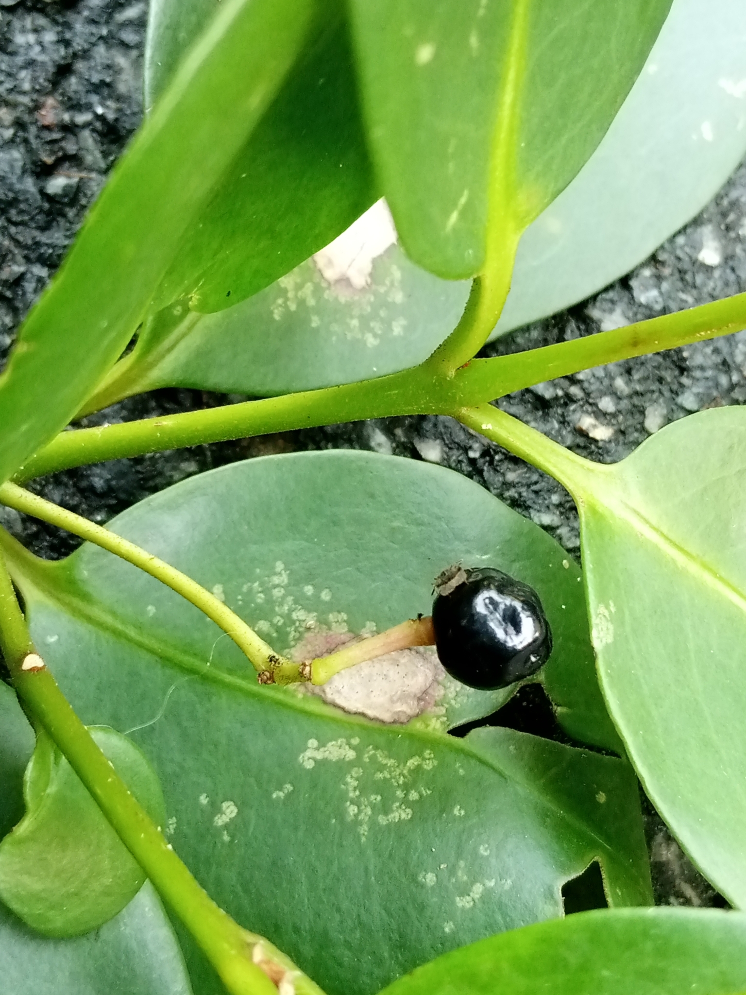 Imagem de Maria-preta