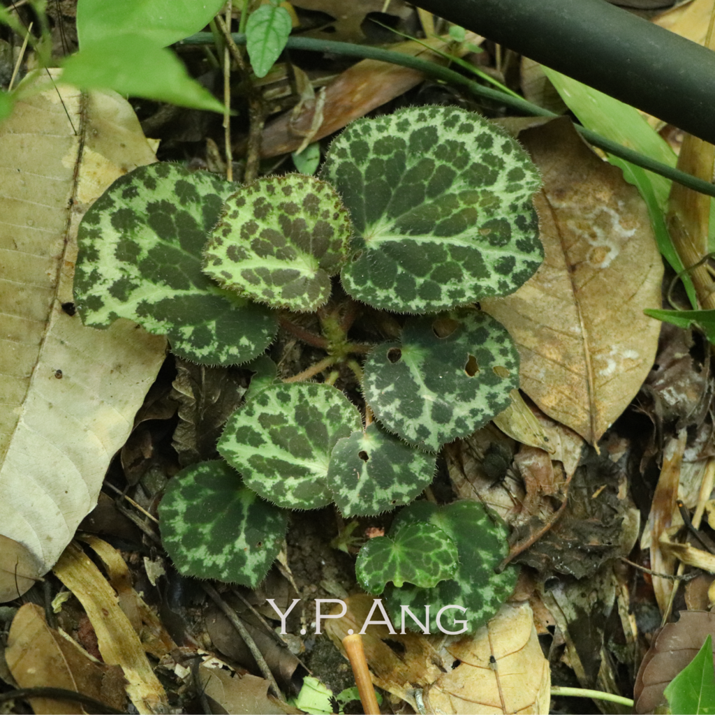Begonia cabanillasii