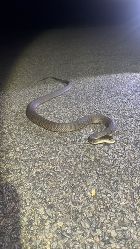 Rough-scaled Snake sighting