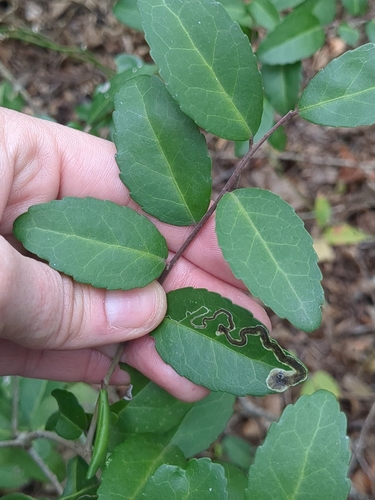 Phytomyza vomitoriae photo 2