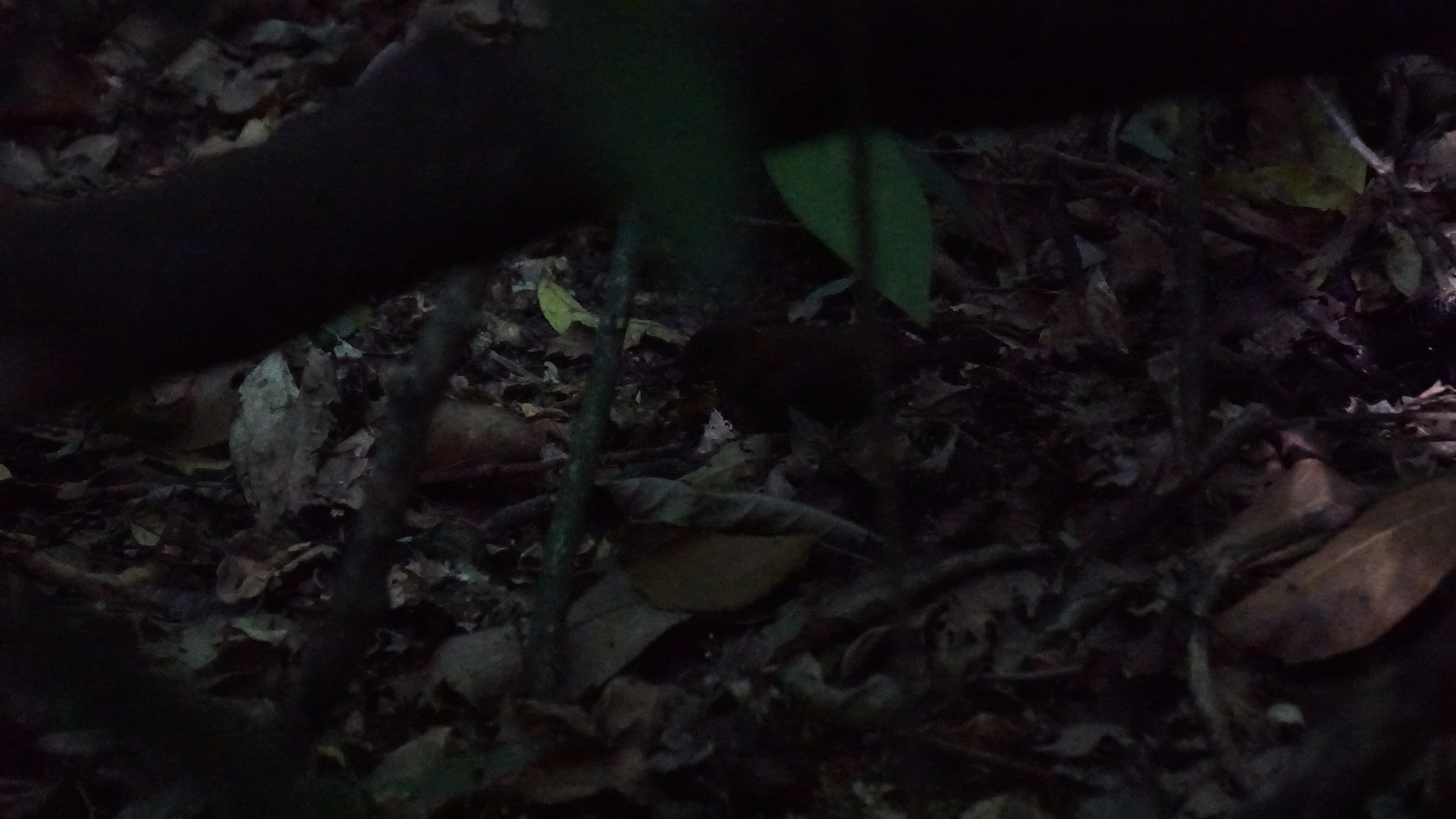 Rufous-breasted Leaftosser (Sclerurus scansor), photo 6