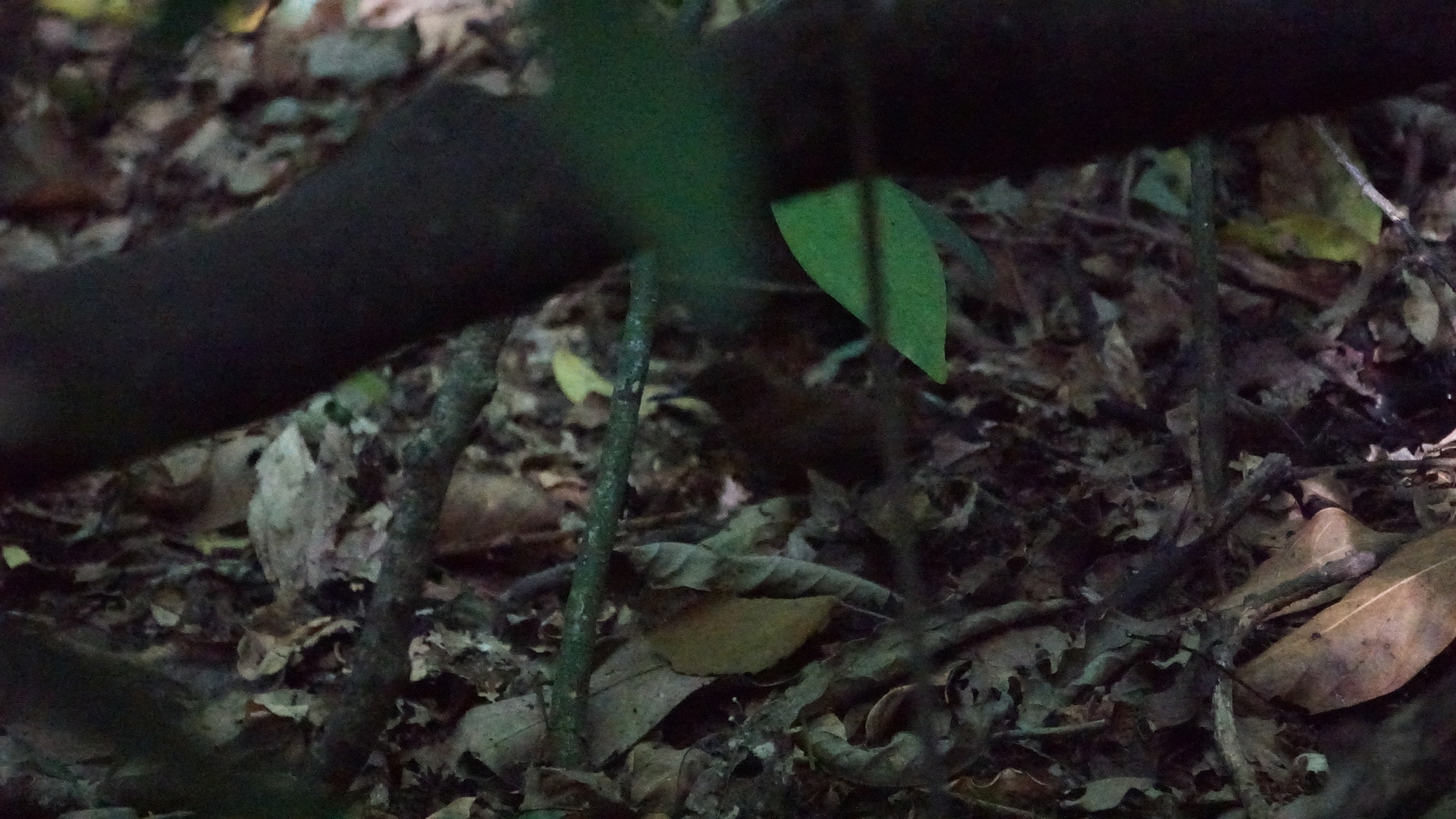Rufous-breasted Leaftosser (Sclerurus scansor), photo 7