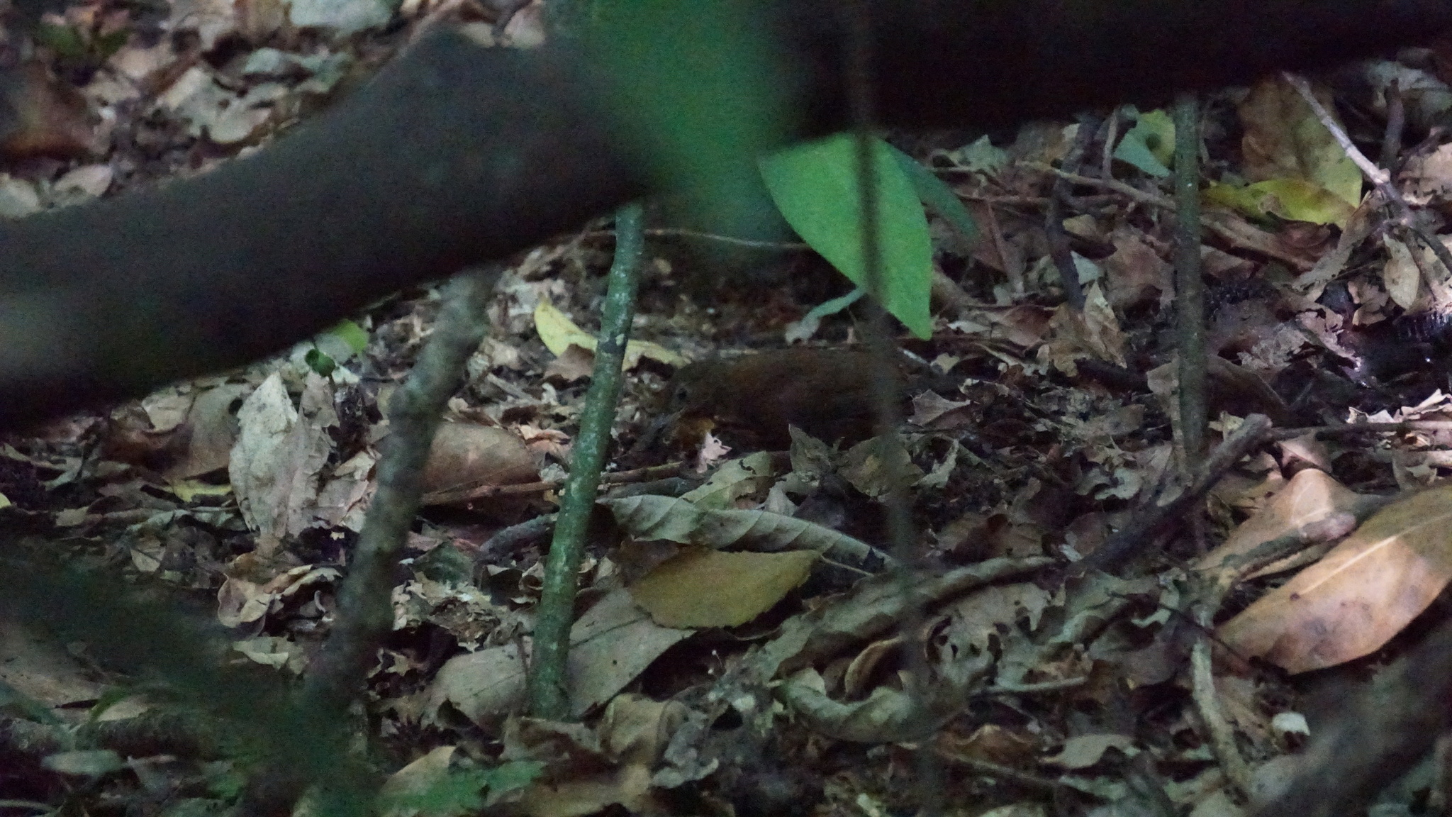Rufous-breasted Leaftosser (Sclerurus scansor), photo 8