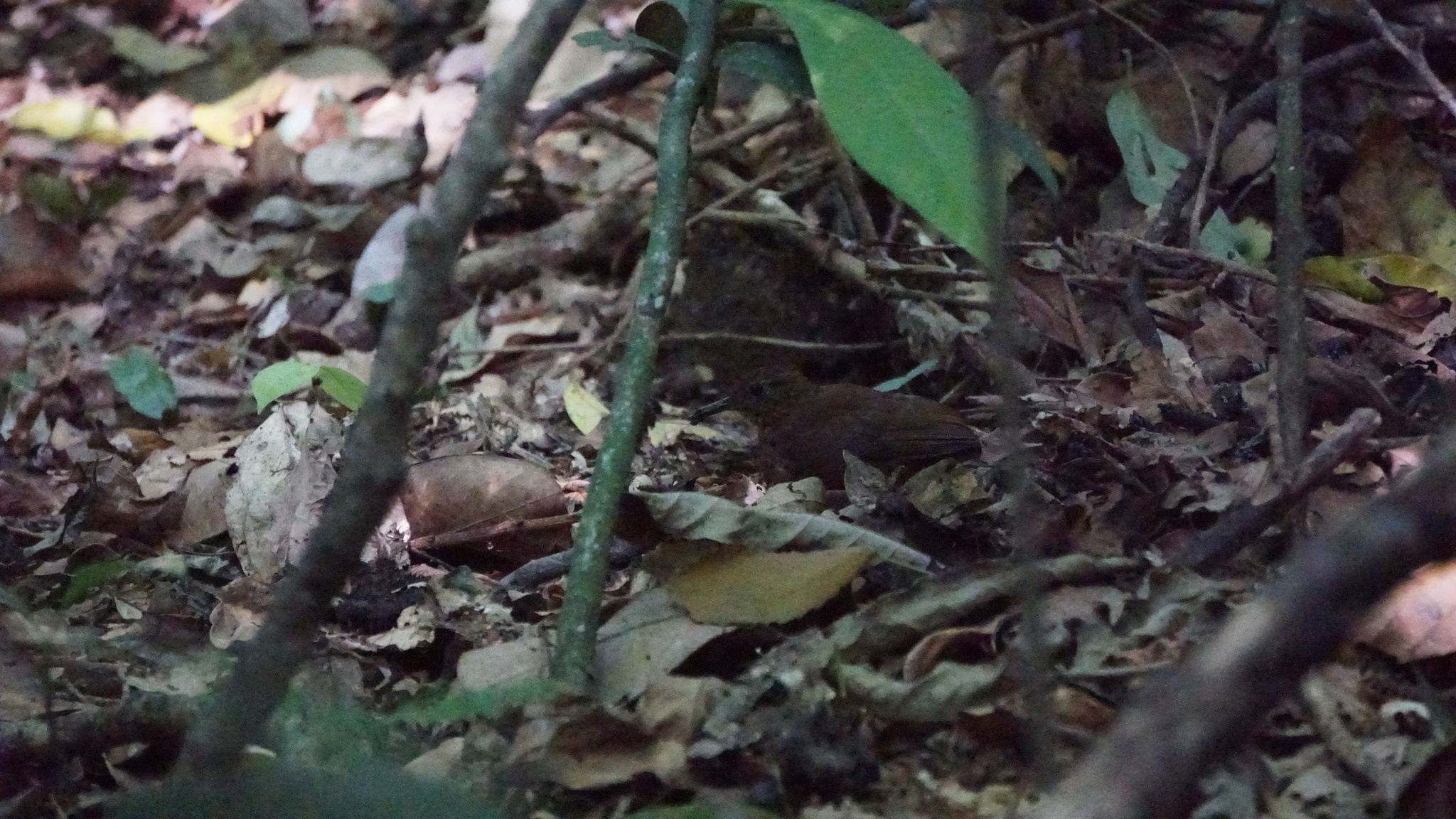 Rufous-breasted Leaftosser (Sclerurus scansor), photo 10