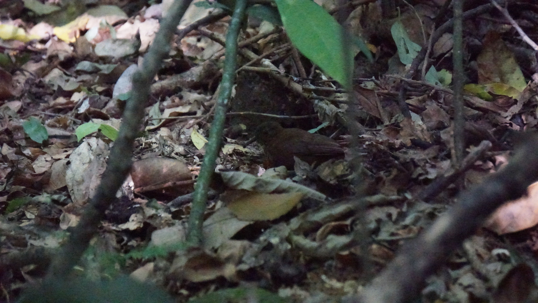 Rufous-breasted Leaftosser (Sclerurus scansor), photo 9