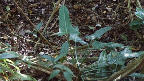 Image of Silver Philodendron (Philodendron hastatum) by (c) filipeprates, some rights reserved (CC BY)