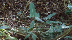Philodendron hastatum, photograph author not stated, no rights reserved