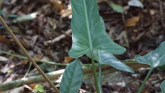 Philodendron hastatum, photograph author not stated, no rights reserved