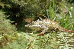 Kinyongia uluguruensis