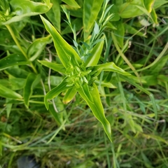 Gentiana alba