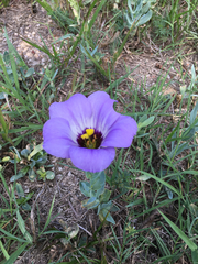 Eustoma