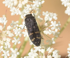 Acmaeoderella flavofasciata