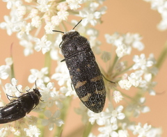 Acmaeoderella flavofasciata