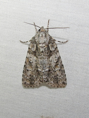 Acronicta increta
