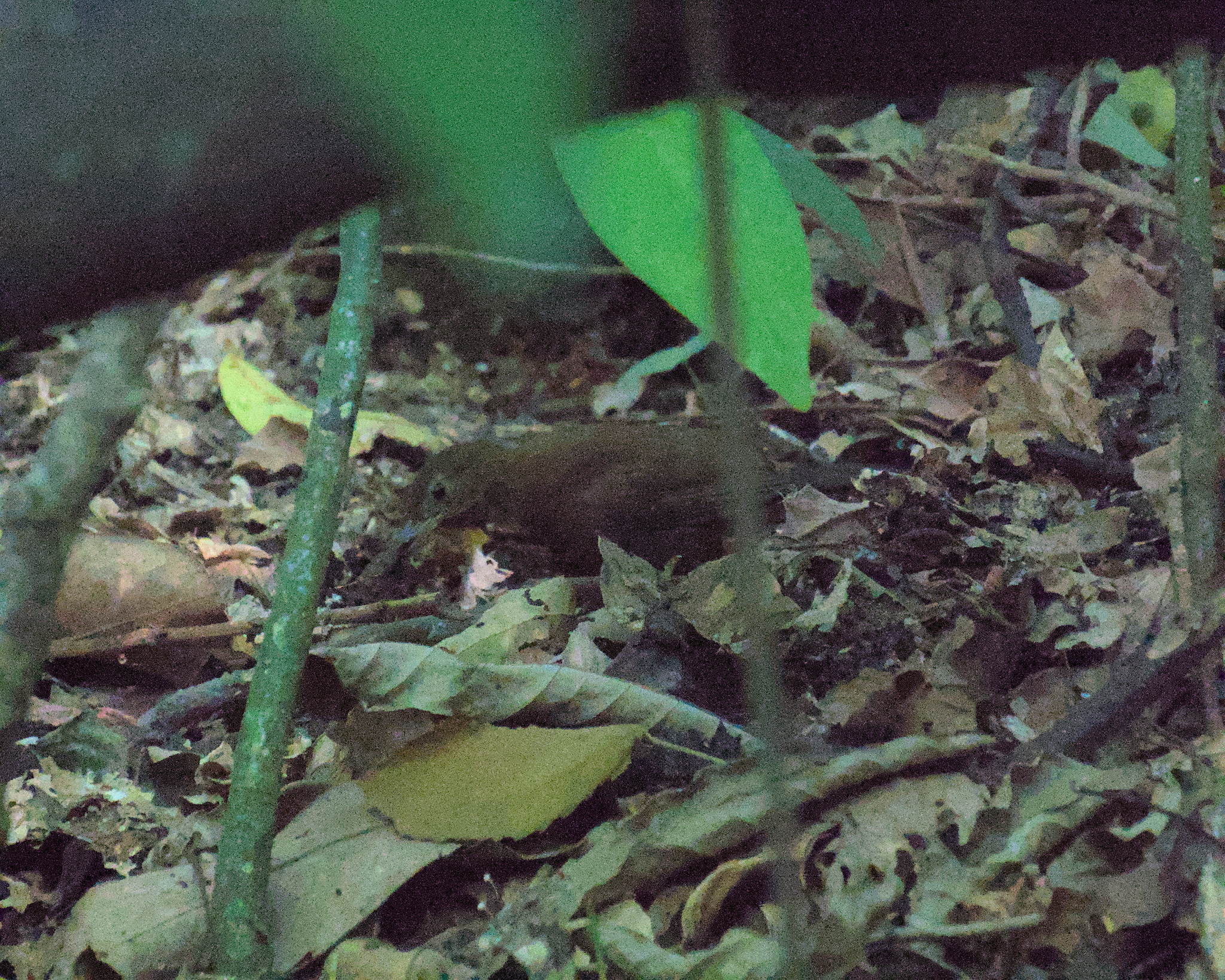 Rufous-breasted Leaftosser (Sclerurus scansor), photo 3