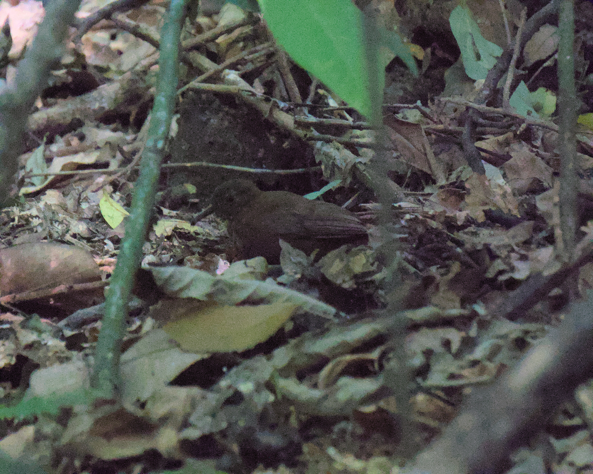 Rufous-breasted Leaftosser (Sclerurus scansor), photo 4