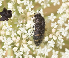 Acmaeoderella flavofasciata