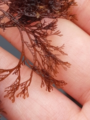 Microcladia borealis