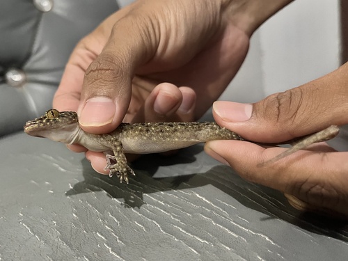 Gekko monarchus