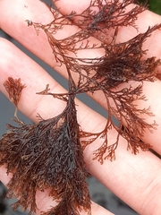 Microcladia borealis
