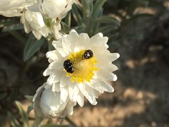 Achyranthemum argenteum