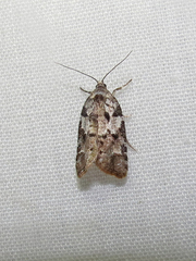 Acleris variana