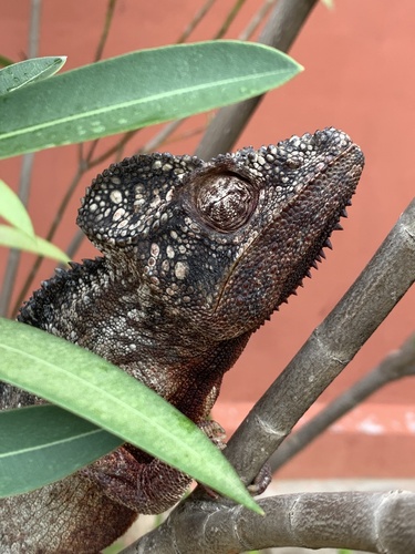 Giant Chameleon, Furcifer oustaleti
