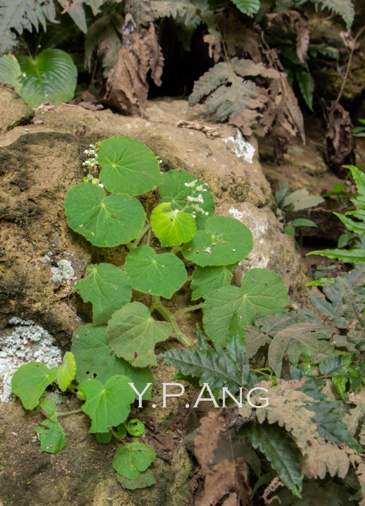 Begonia jayaensis