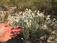 Achyranthemum argenteum