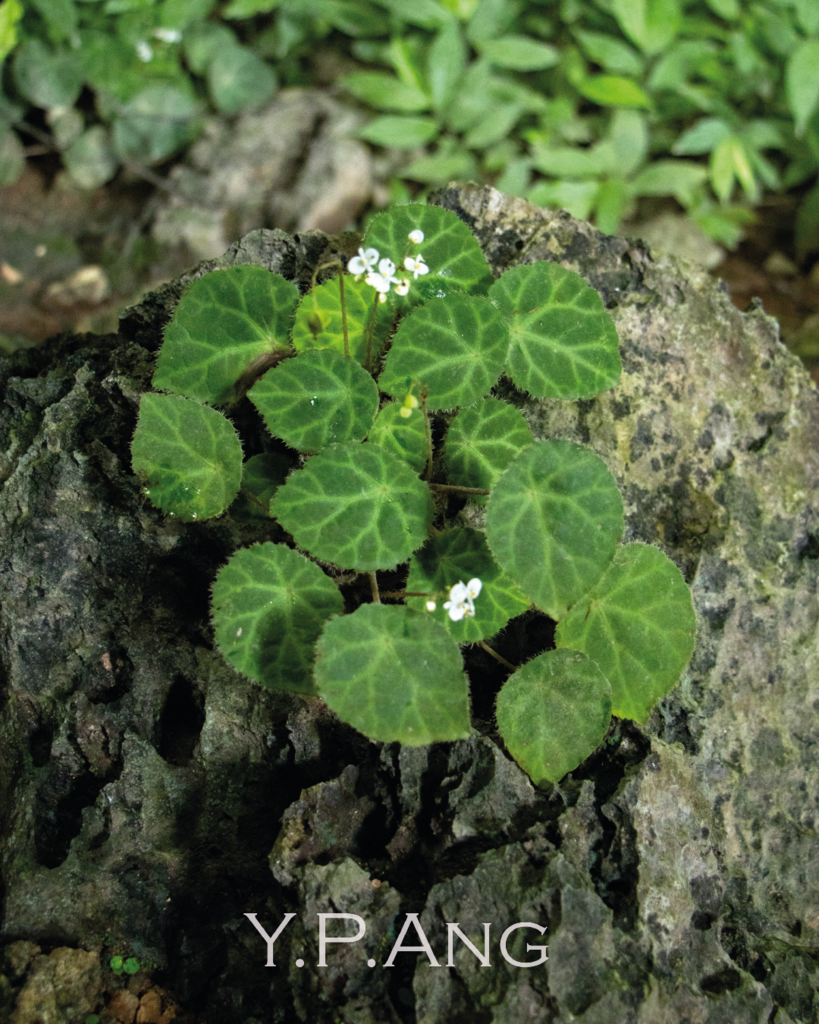 Begonia ignorata