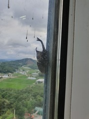 Trypoxylus dichotomus