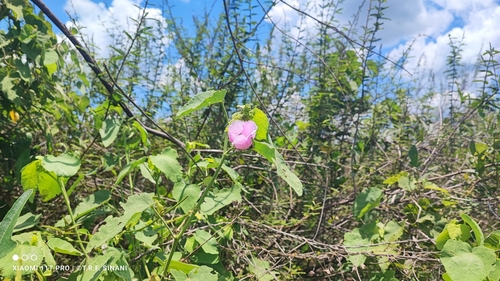 Image of Hibiscus furcellatus by (c) Thomaz Ricardo Favreto Sinani, some rights reserved (CC BY)