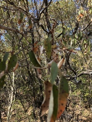 Croton gratissimus gratissimus