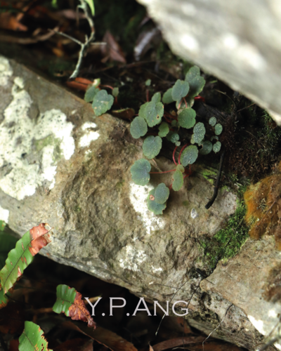 Begonia sibthorpioides