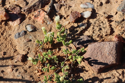 Knersvlakte Dewfig (Drosanthemum schoenlandianum)