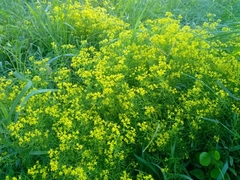 Rorippa sinuata