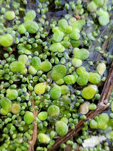 Image of Lemna gibba by (c) Roland Godon, some rights reserved (CC BY)
