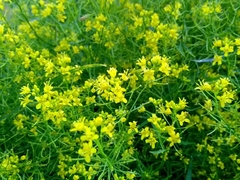 Rorippa sinuata